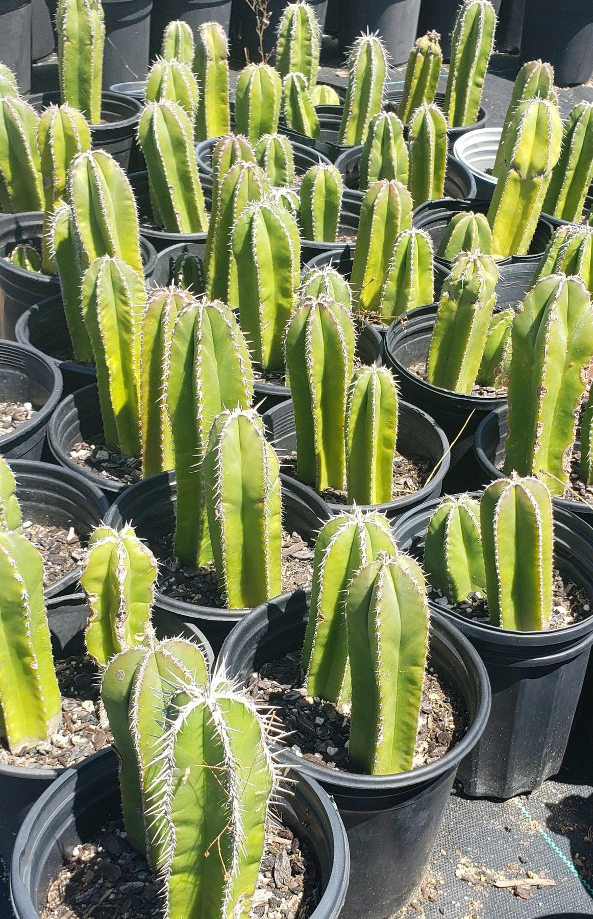 Pachycereus Marginatus Mexican Fence Post Cactus Potted and Cuttings