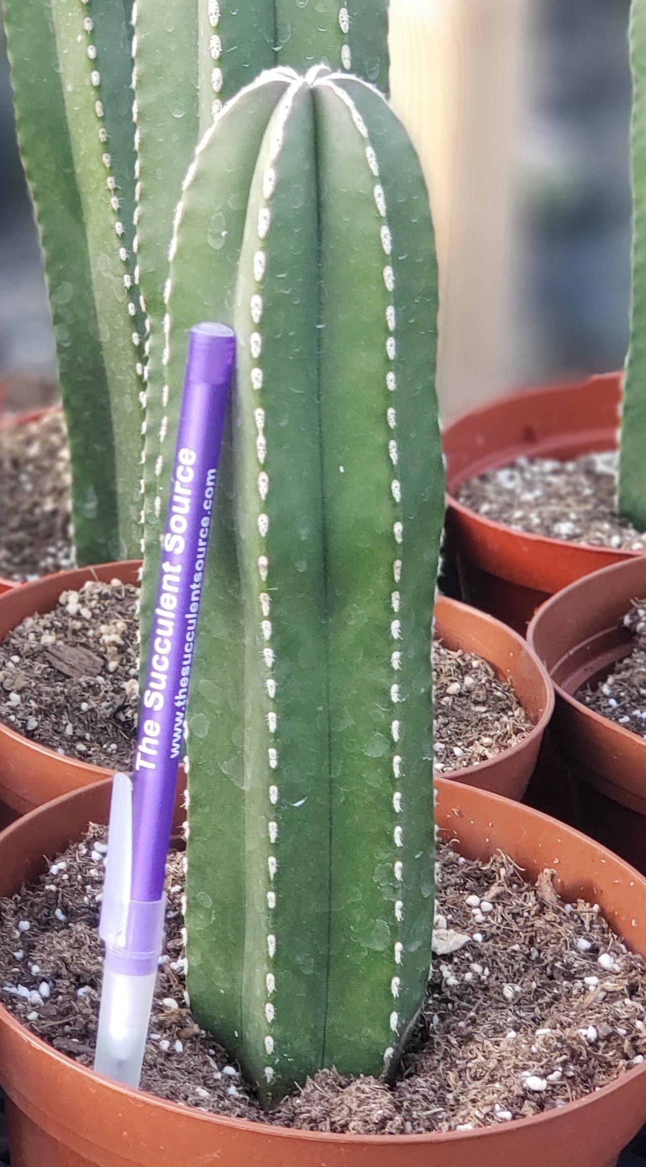 Pachycereus Marginatus Mexican Fence Post Cactus Potted and Cuttings