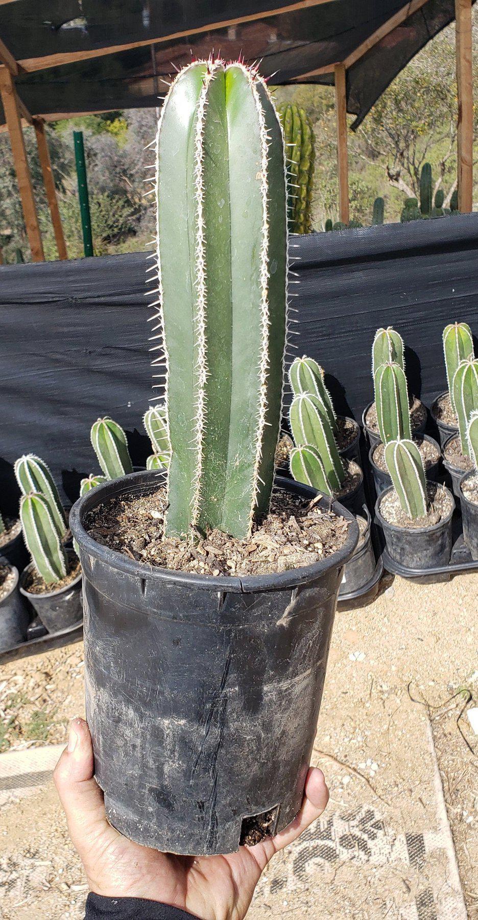 Pachycereus Marginatus Mexican Fence Post Cactus Potted and Cuttings