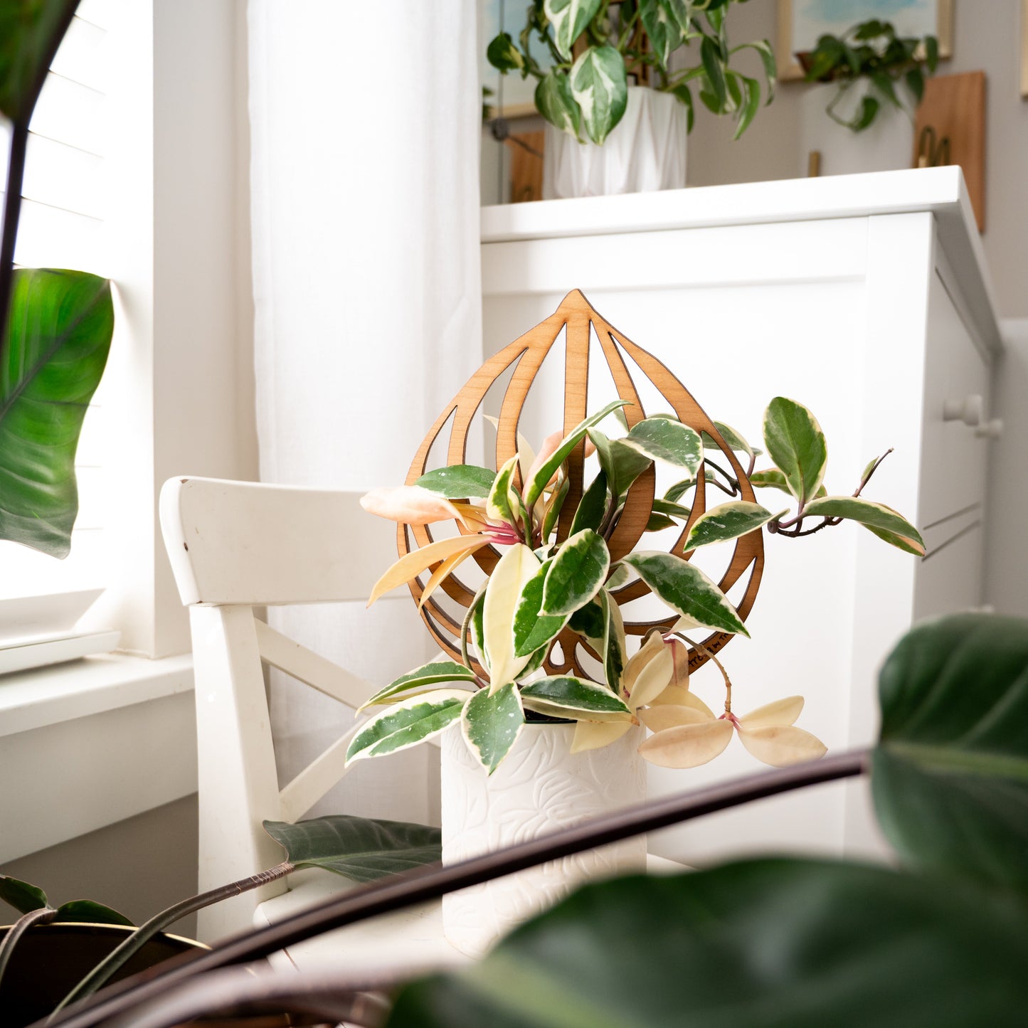 Peptrella - Plant trellis inspired by watermelon peperomia