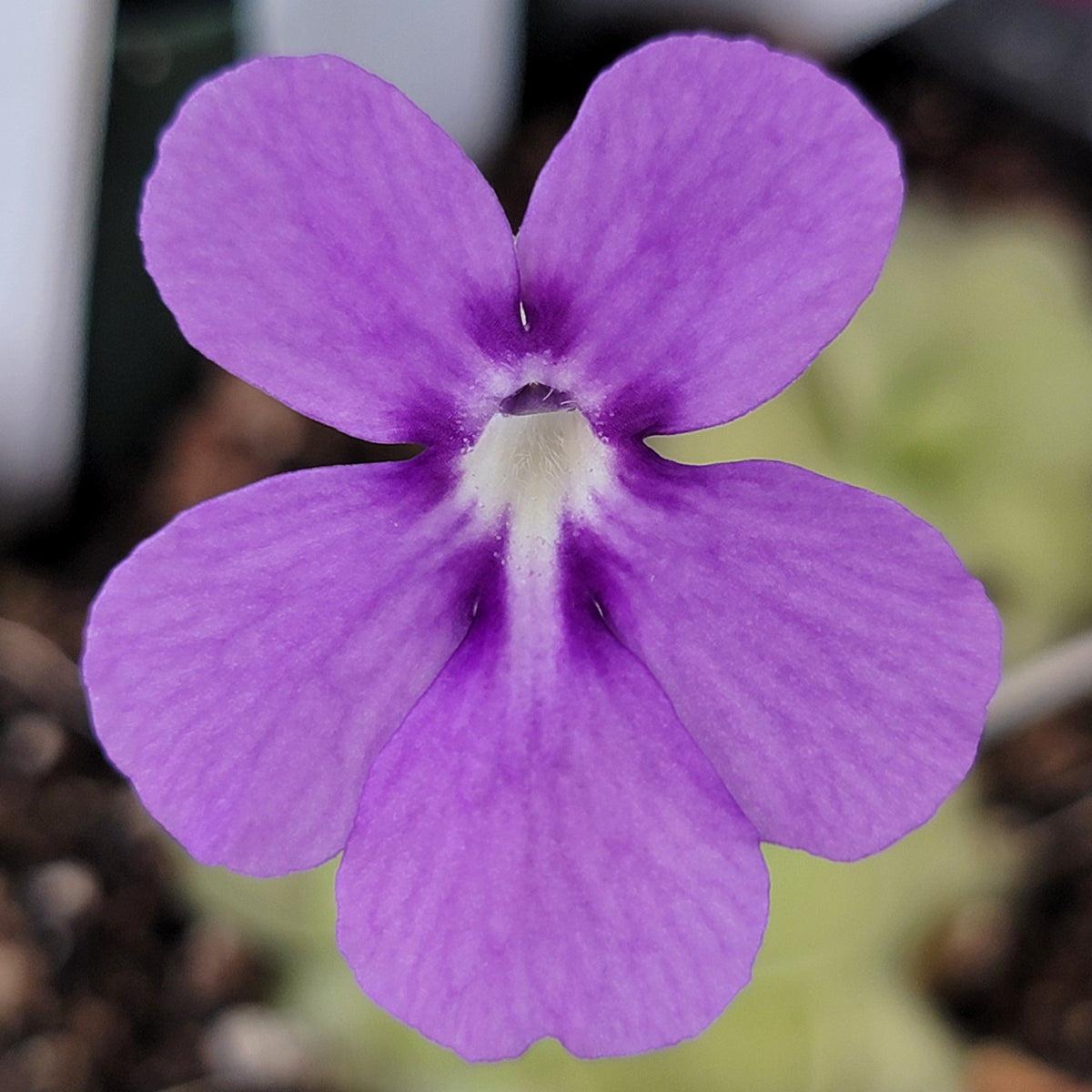 Pinguicula "ANPA A" x cyclosecta