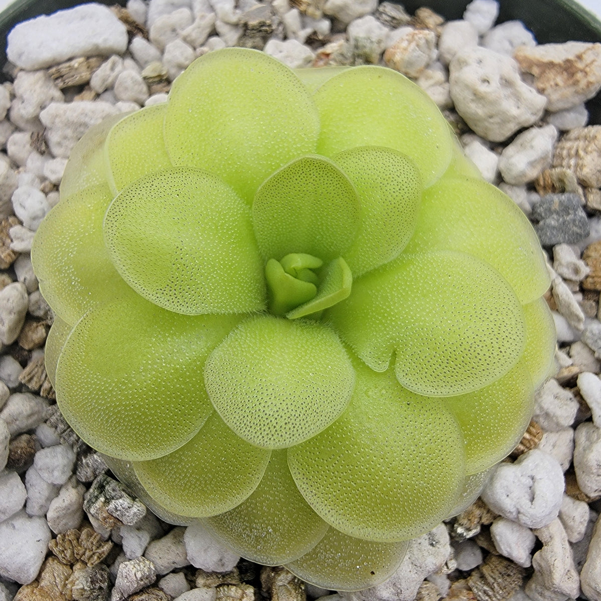 Pinguicula "ANPA A" x cyclosecta