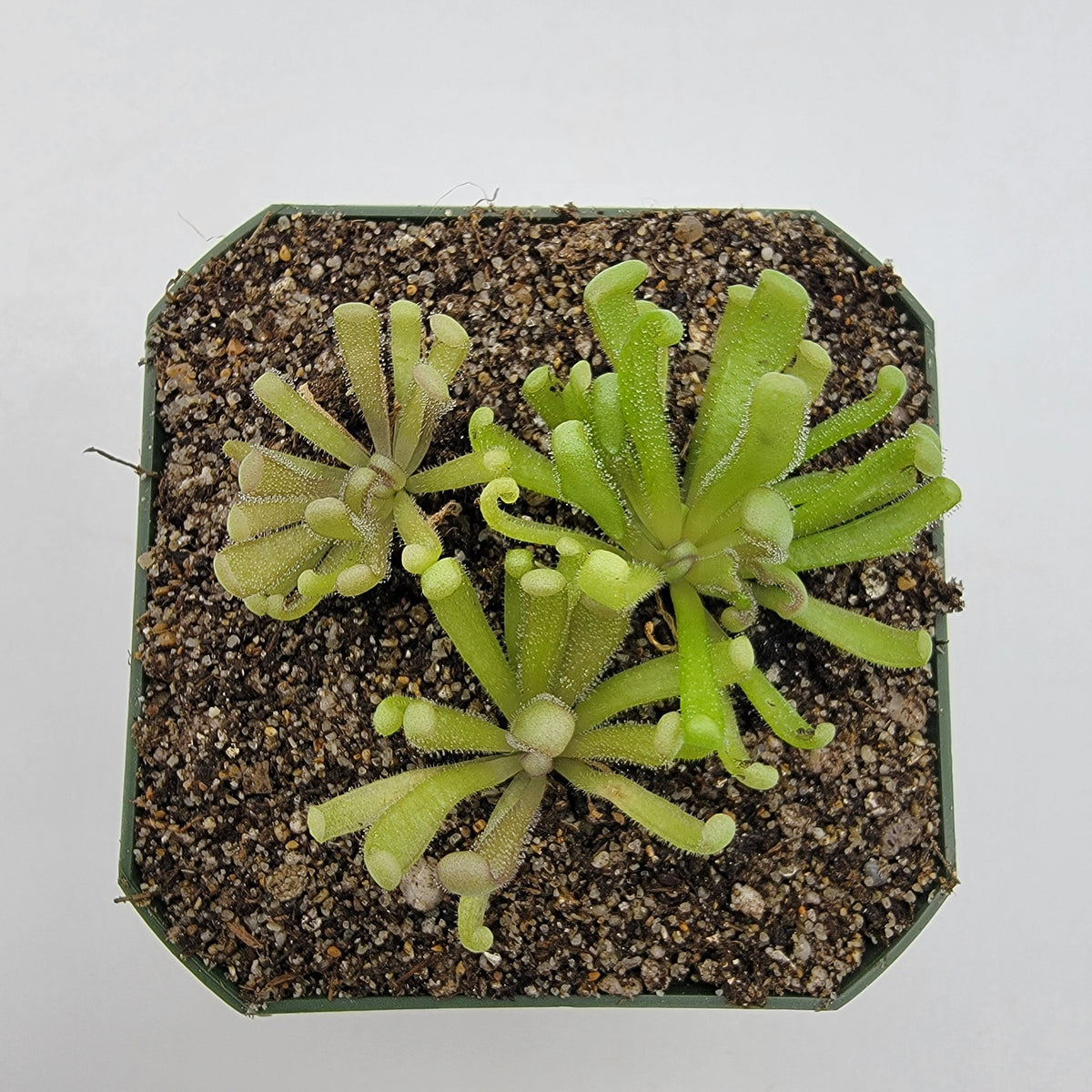 Pinguicula "Baby Medusa"