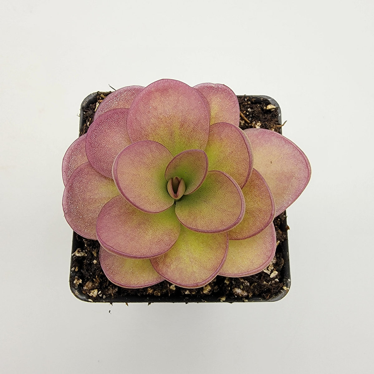 Pinguicula 'Weser' x agnata 'El Lobo'