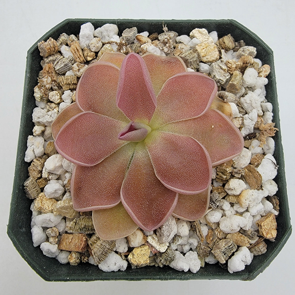 Pinguicula 'PE Formosa'