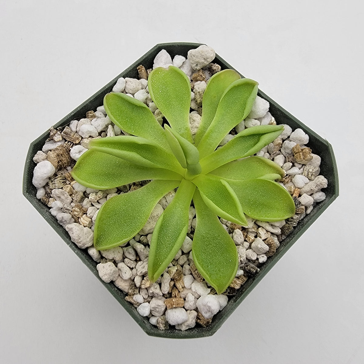 Pinguicula 'Titan'