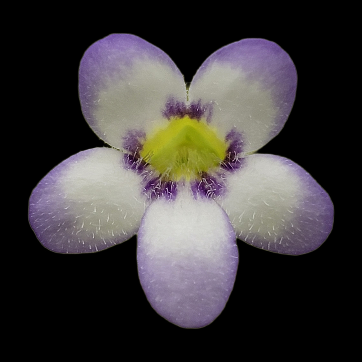 Pinguicula agnata 'Ekuma'