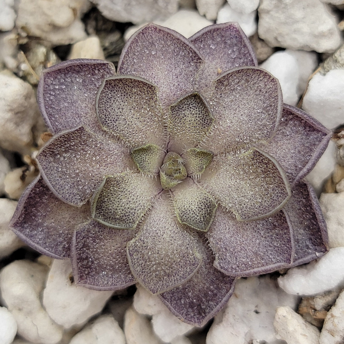 Pinguicula cyclosecta {Dulces Nombres, Nuevo León}