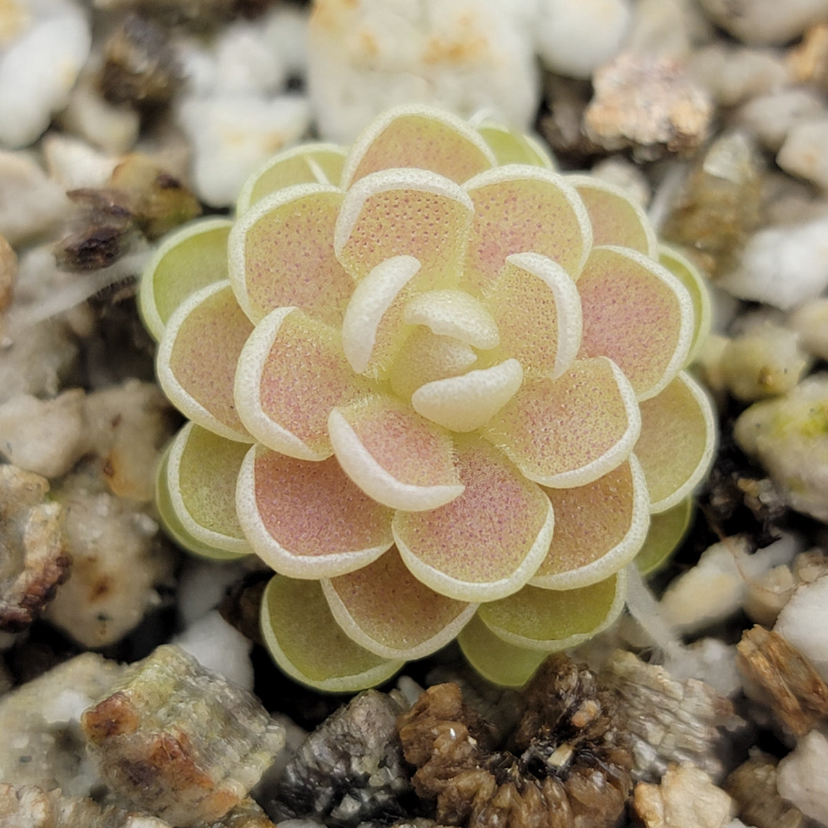Pinguicula esseriana