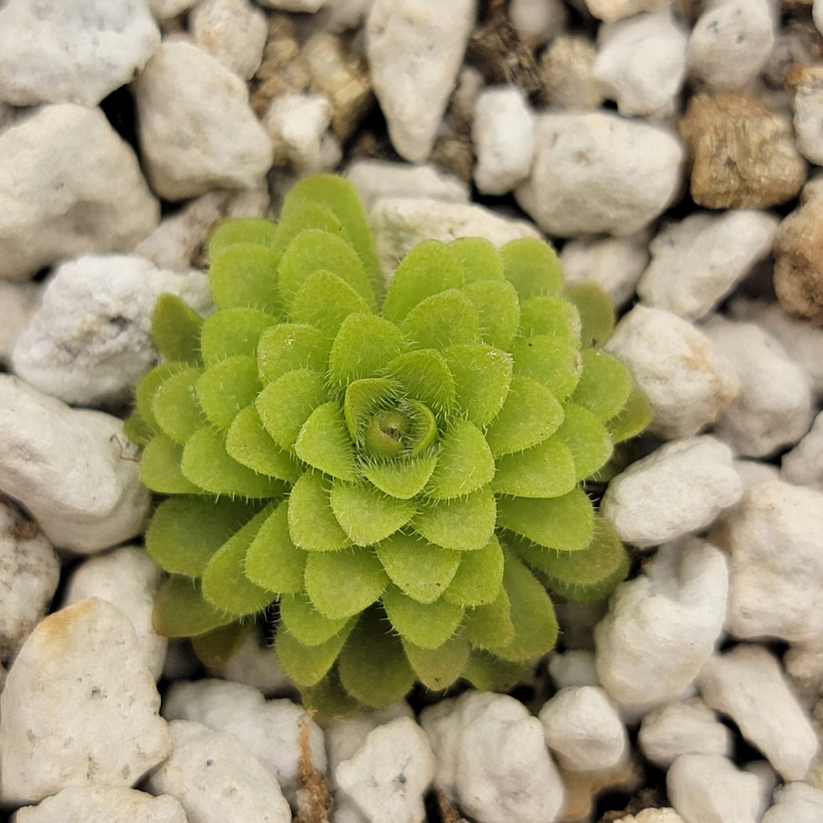 Pinguicula gracilis x laueana