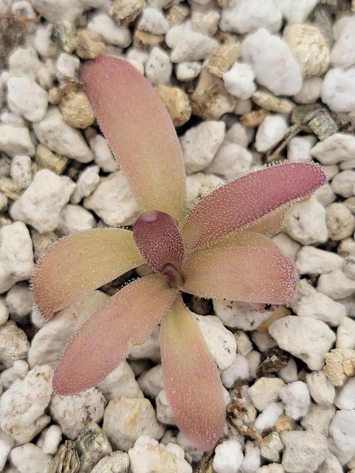 Pinguicula laueana x gypsicola
