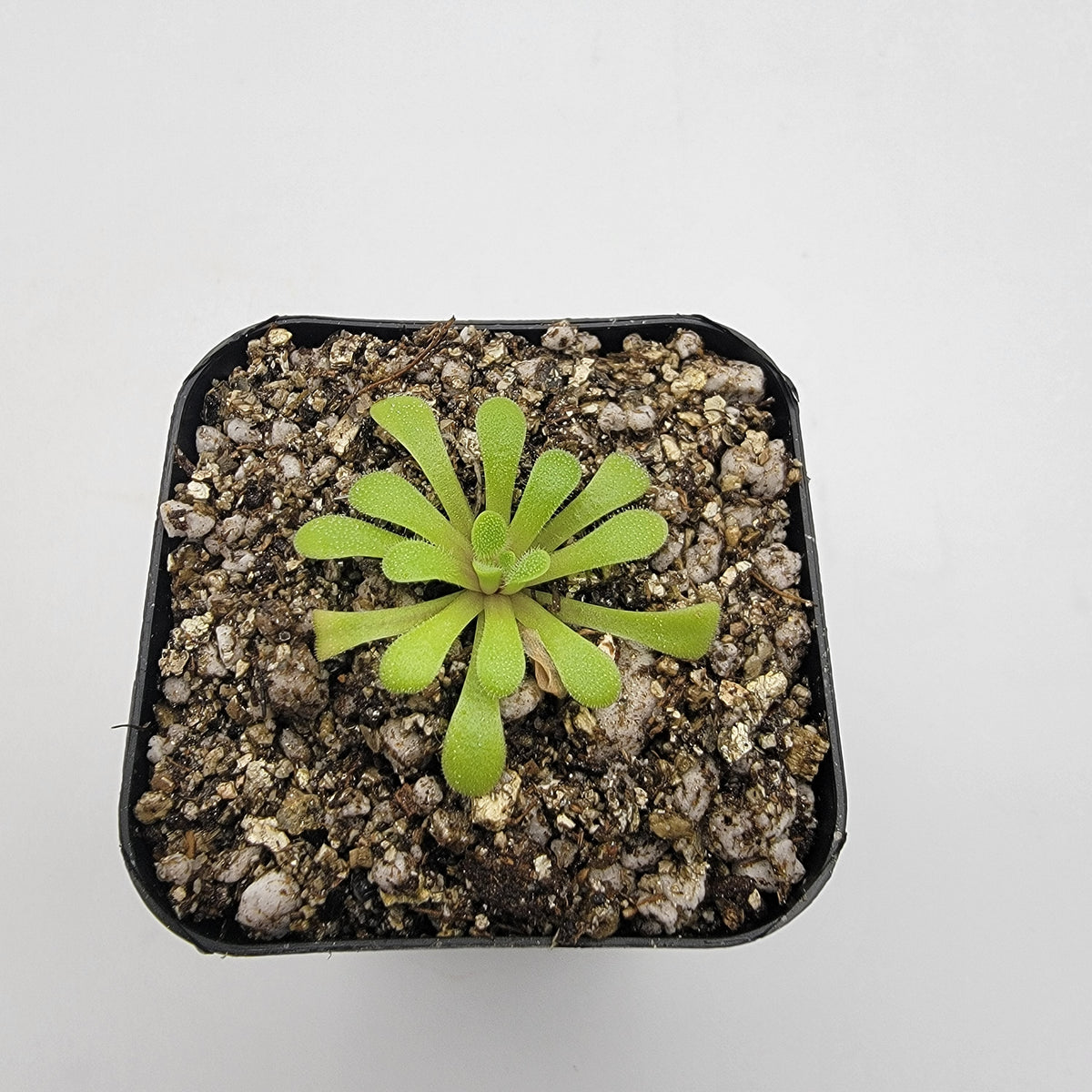 Pinguicula laxifolia