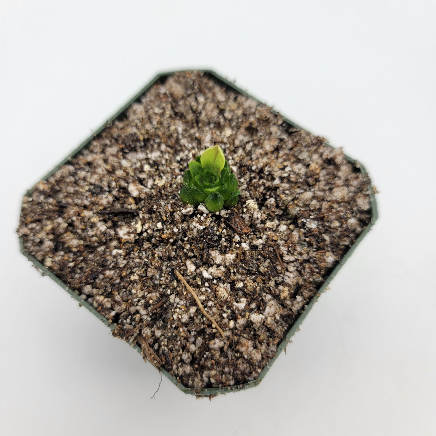 Pinguicula macrophylla