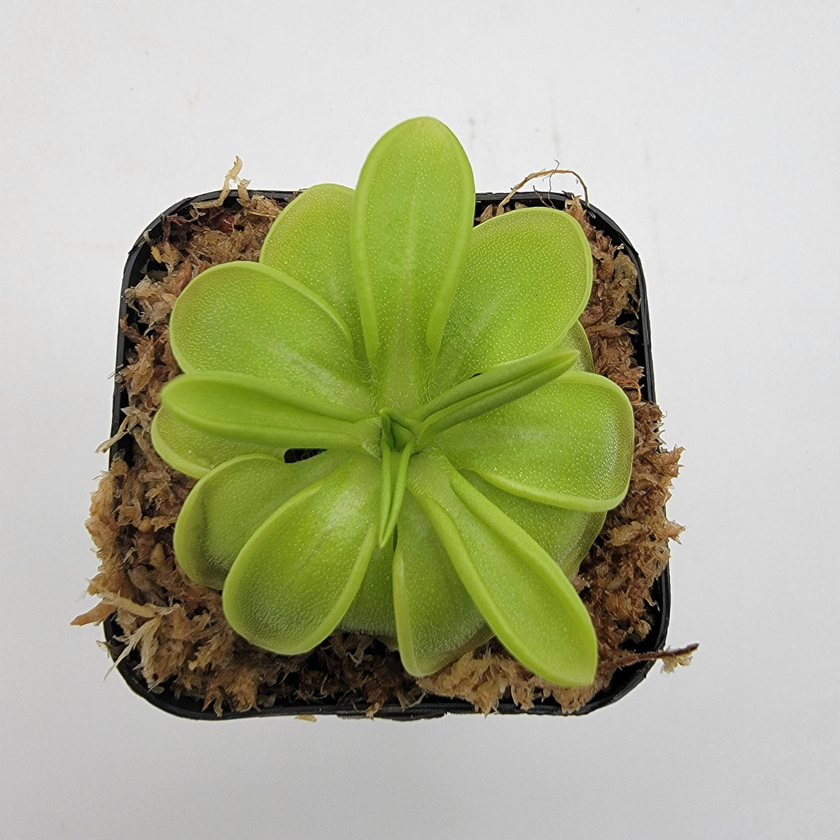 Pinguicula mesophytica {cerro El Pital, Honduras}