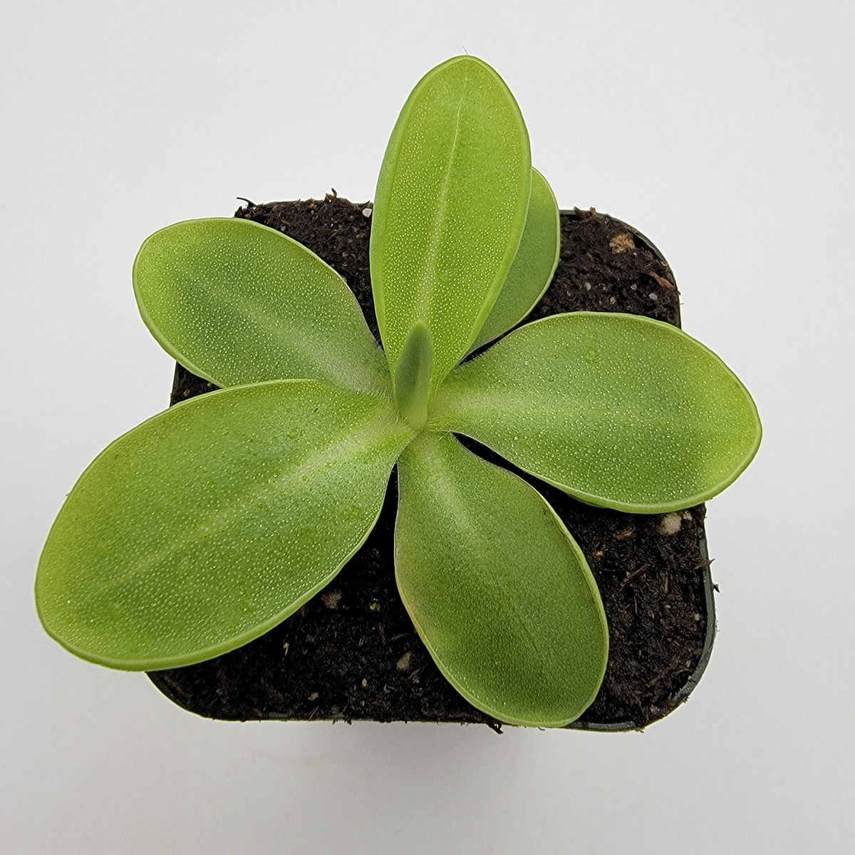 Pinguicula moranensis var. alba