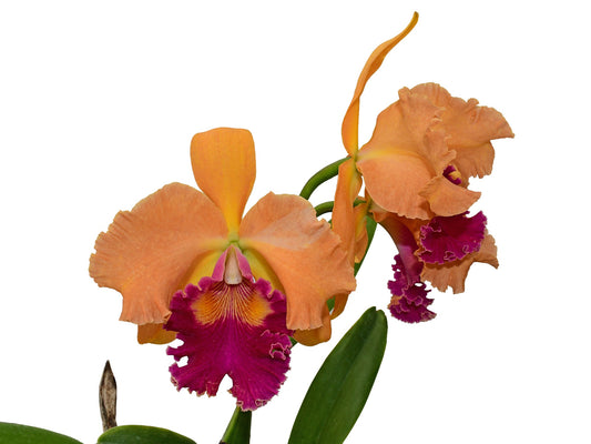 Rhyncholaeliocattleya Maria Angamarca