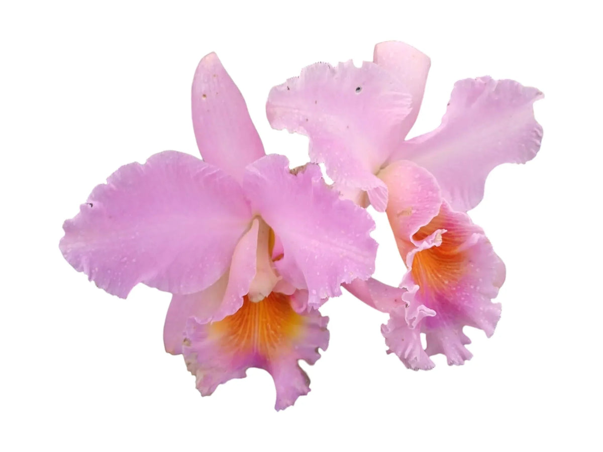 Rhyncholaeliocattleya Apopka Autumn
