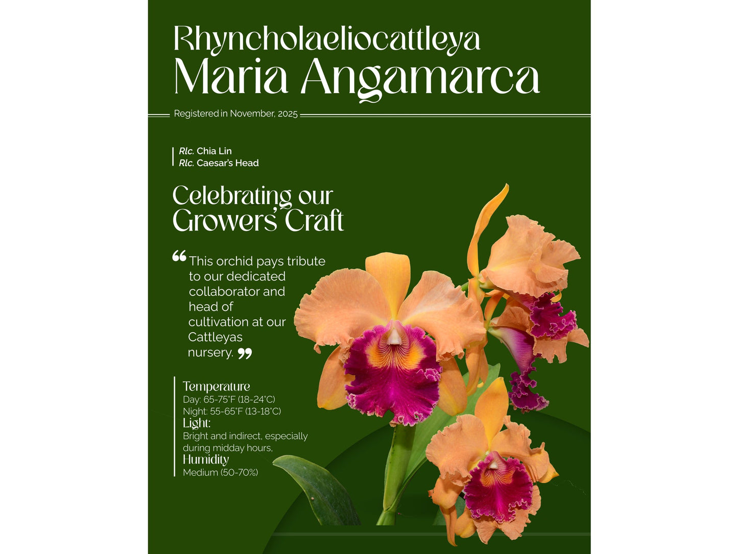 Rhyncholaeliocattleya Maria Angamarca
