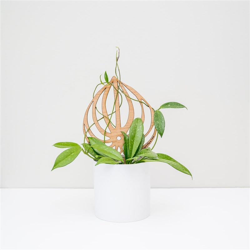 Peptrella - Plant trellis inspired by watermelon peperomia