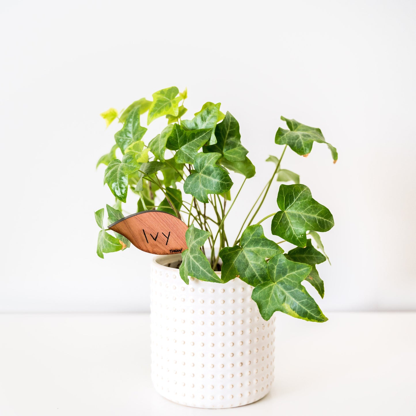 Folia™ - Wooden plant tags - Leaf-shaped plant labels