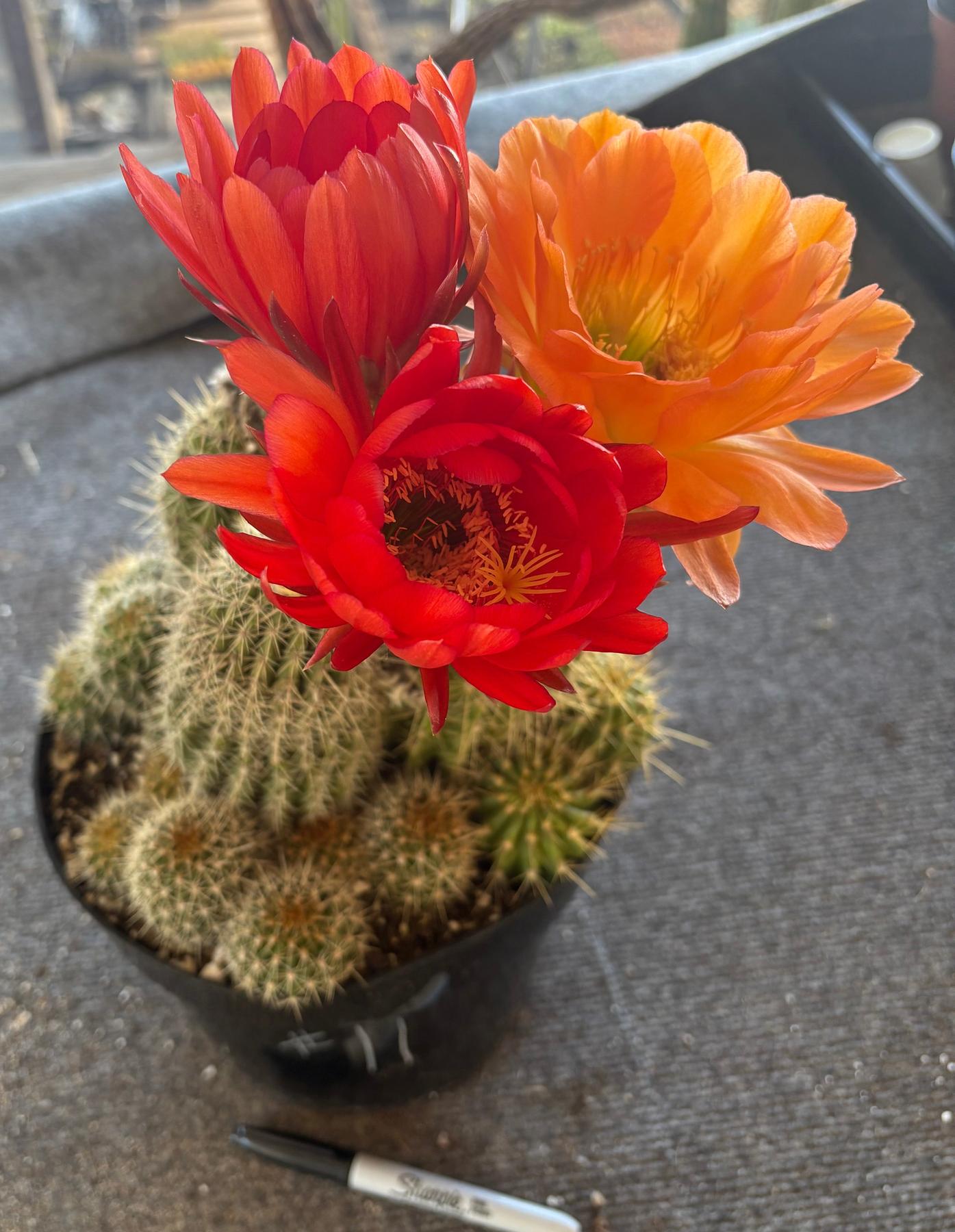 #EC111 Trichocereus Grandiflorus Ornamental Cactus Potted 8" we pick