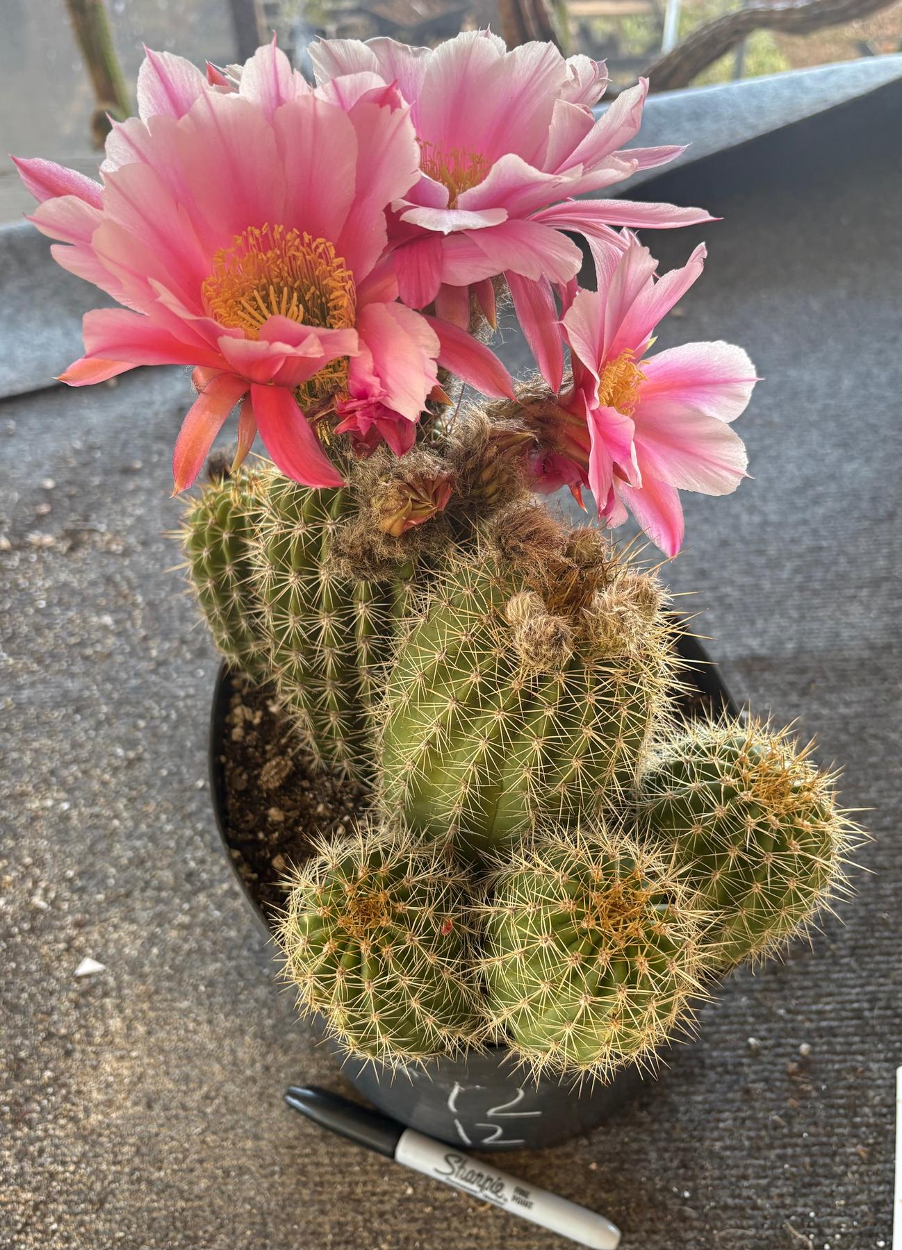 #EC111 Trichocereus Grandiflorus Ornamental Cactus Potted 8" we pick