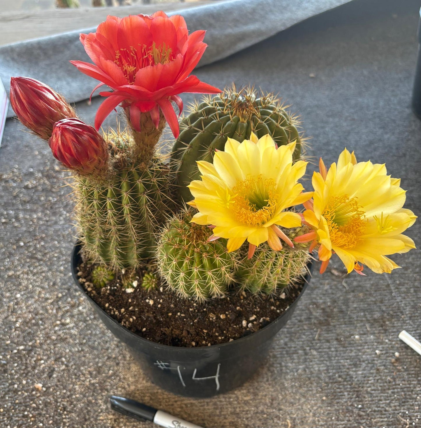 #EC111 Trichocereus Grandiflorus Ornamental Cactus Potted 8" we pick