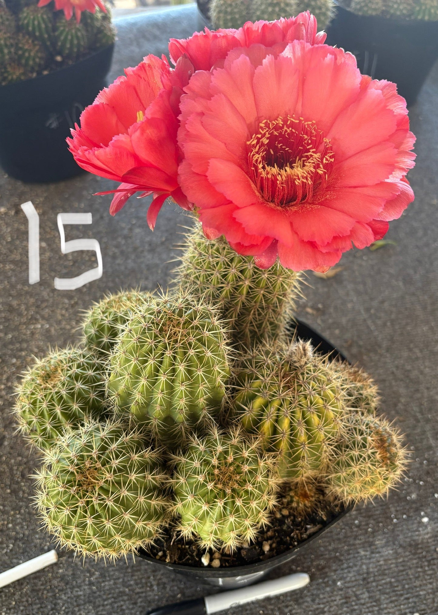 #EC111 Trichocereus Grandiflorus Ornamental Cactus Potted 8" we pick