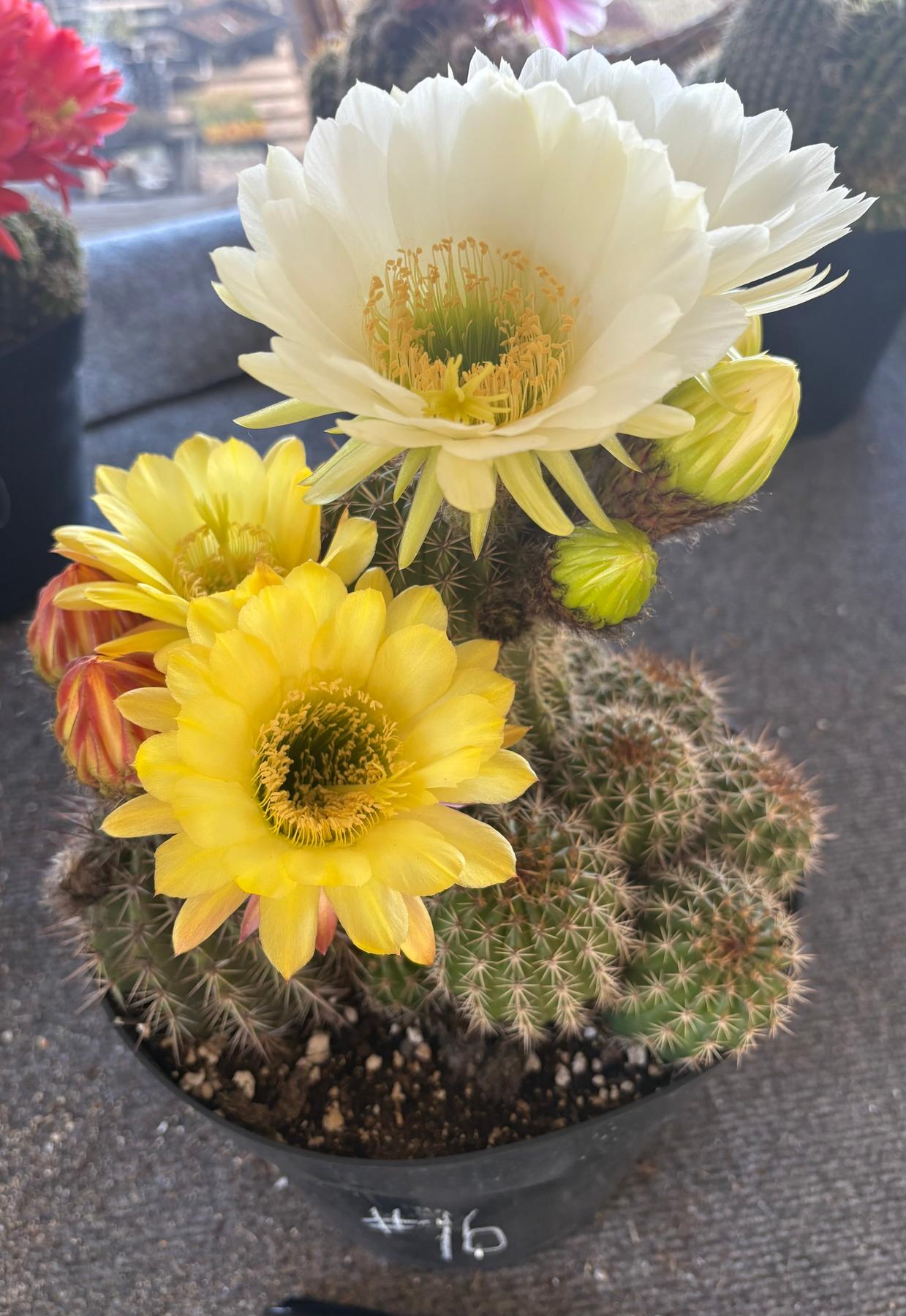 #EC111 Trichocereus Grandiflorus Ornamental Cactus Potted 8" we pick
