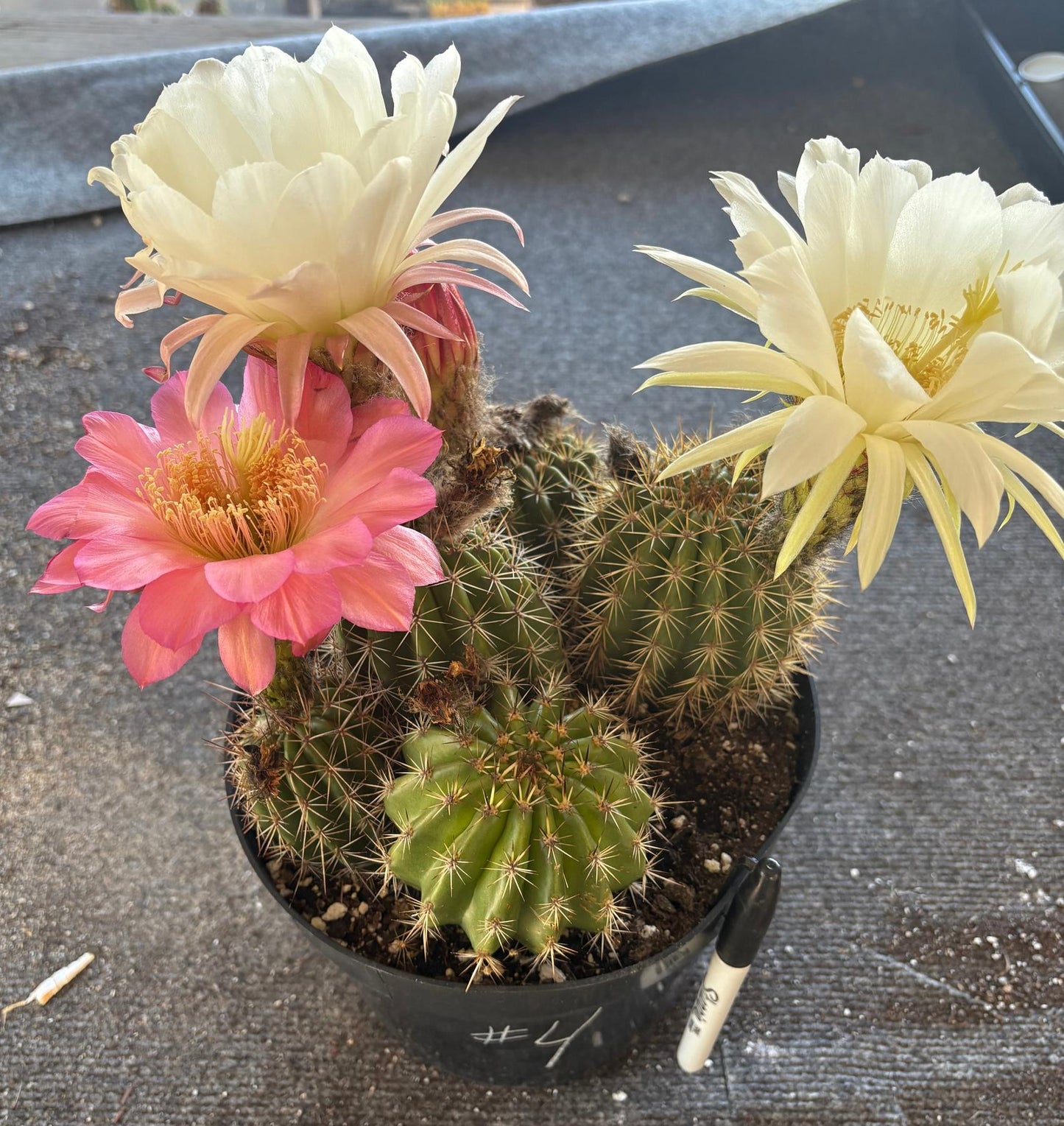 #EC111 Trichocereus Grandiflorus Ornamental Cactus Potted 8" we pick