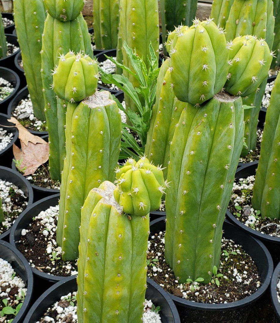 Trichocereus Pachanoi PC Common Ornamental Cactus 12"-15" Potted