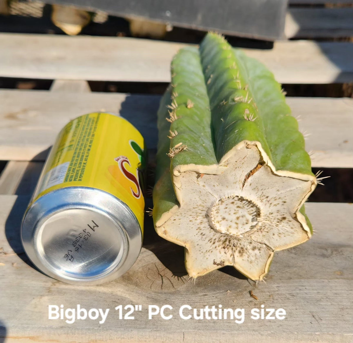 Trichocereus Pachanoi San Pedro PC Grafting Cactus Cuttings and Potted