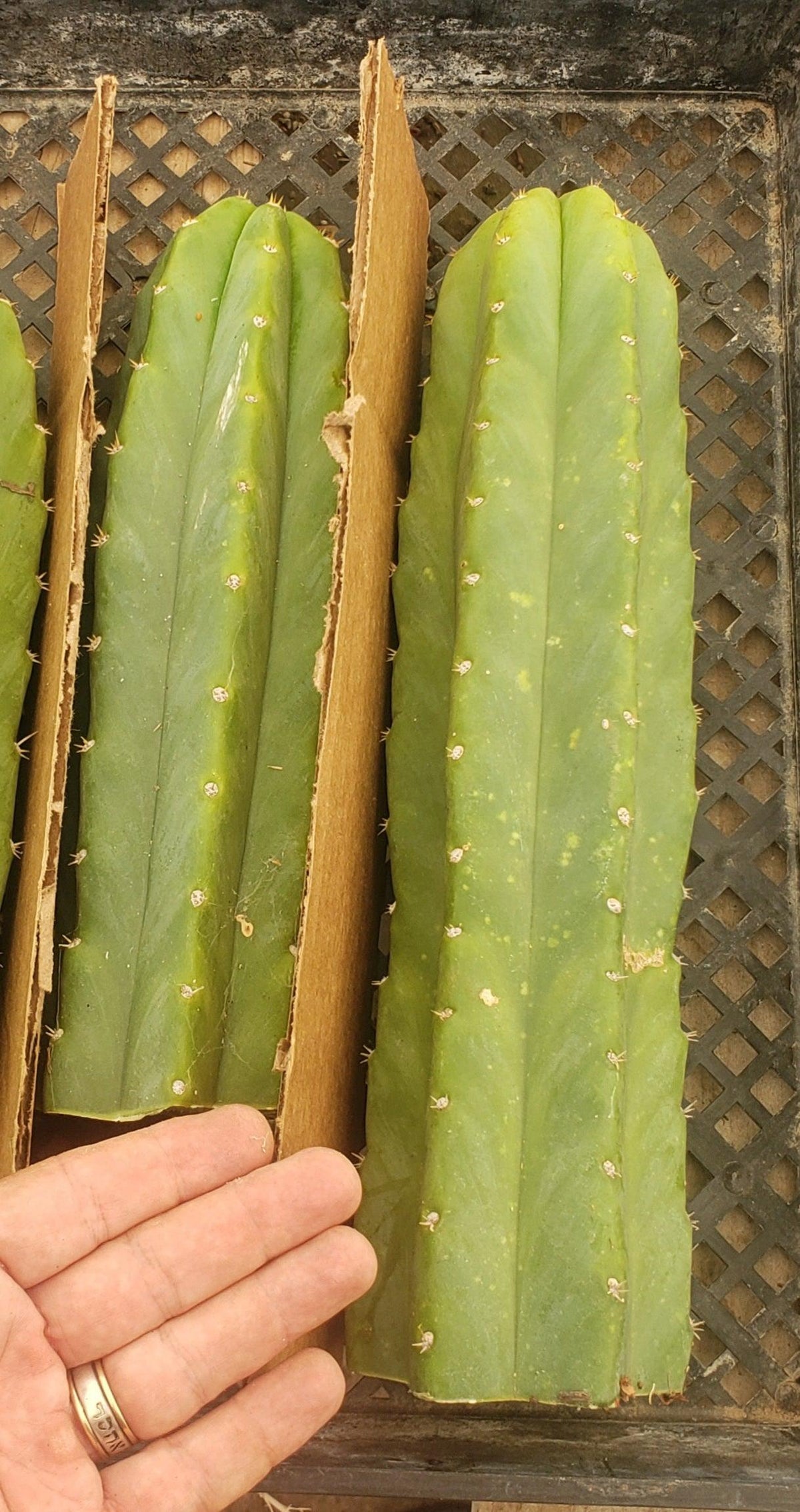 Trichocereus Pachanoi San Pedro PC Grafting Cactus Cuttings and Potted