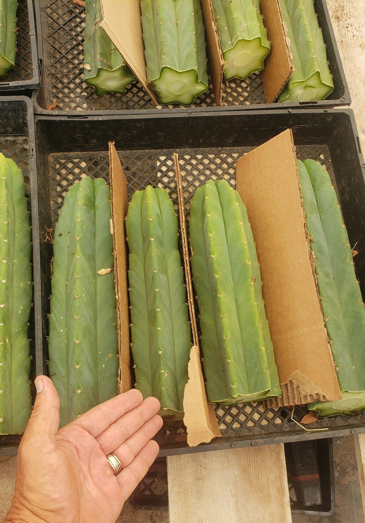 Trichocereus Pachanoi San Pedro PC Grafting Cactus Cuttings and Potted
