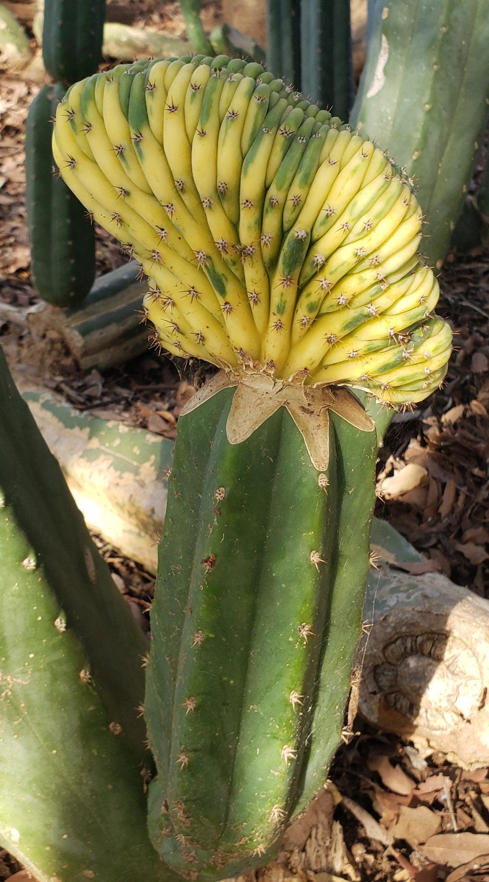 Trichocereus Pachanoi San Pedro PC Grafting Cactus Cuttings and Potted
