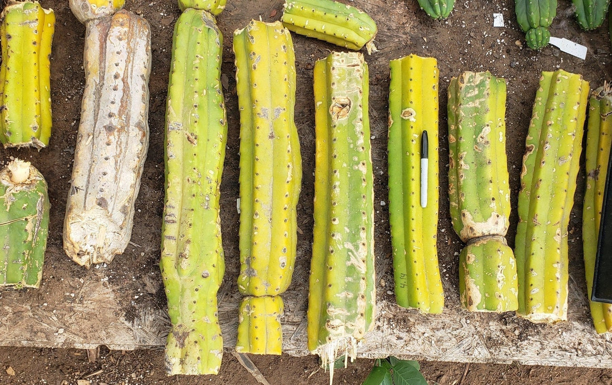 Trichocereus Pachanoi San Pedro PC Grafting Cactus Cuttings and Potted