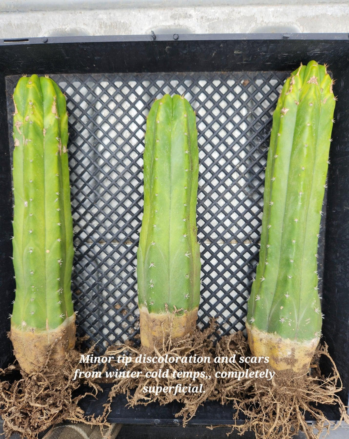 Trichocereus Pachanoi San Pedro PC Grafting Cactus Cuttings and Potted