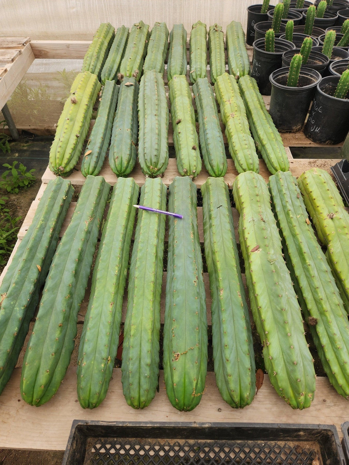 Trichocereus Pachanoi San Pedro PC Grafting Cactus Cuttings and Potted