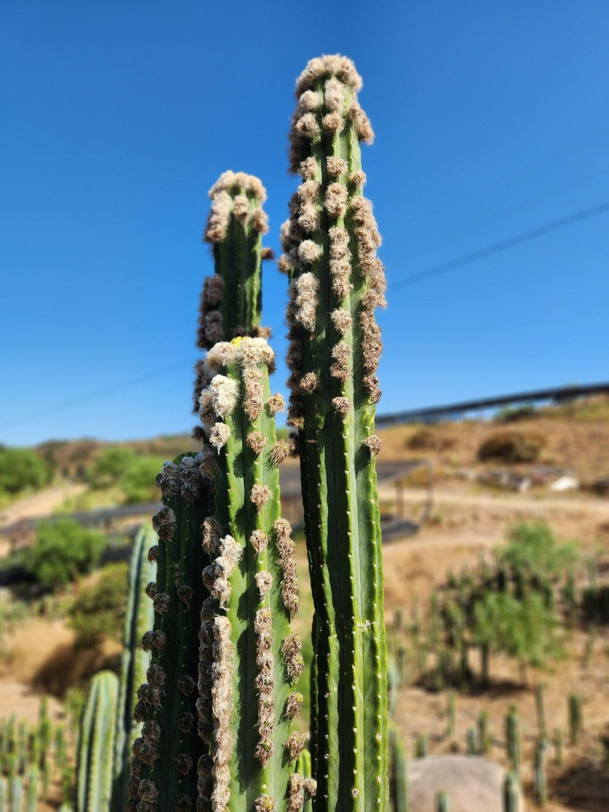 Trichocereus Pachanoi San Pedro PC Grafting Cactus Cuttings and Potted