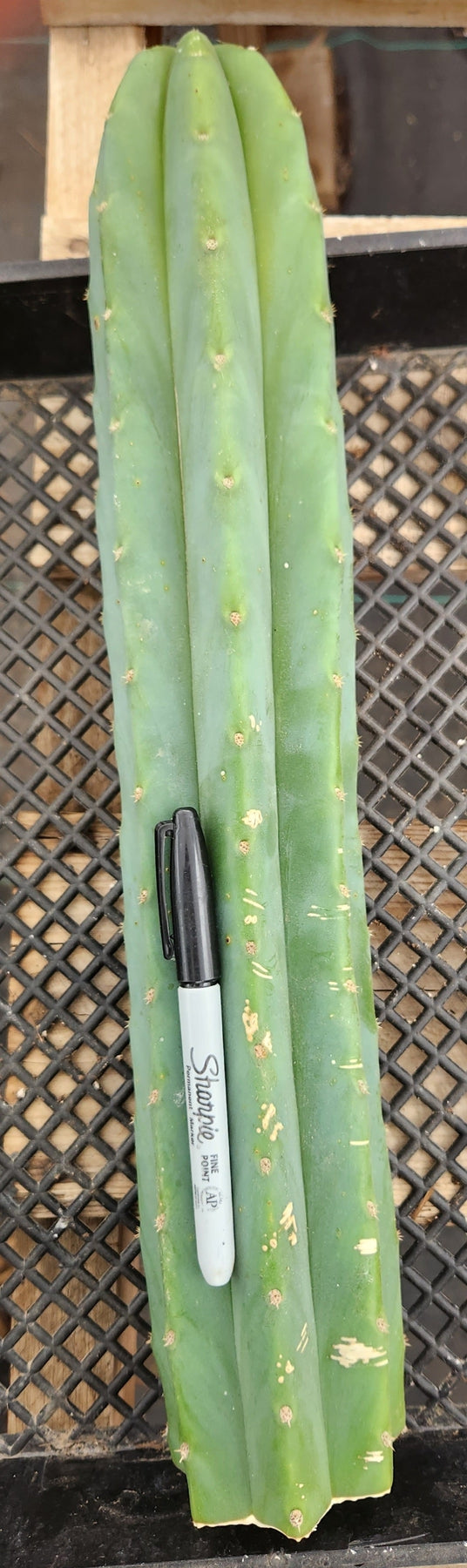 Trichocereus Pachanoi San Pedro PC Grafting Cactus Cuttings and Potted
