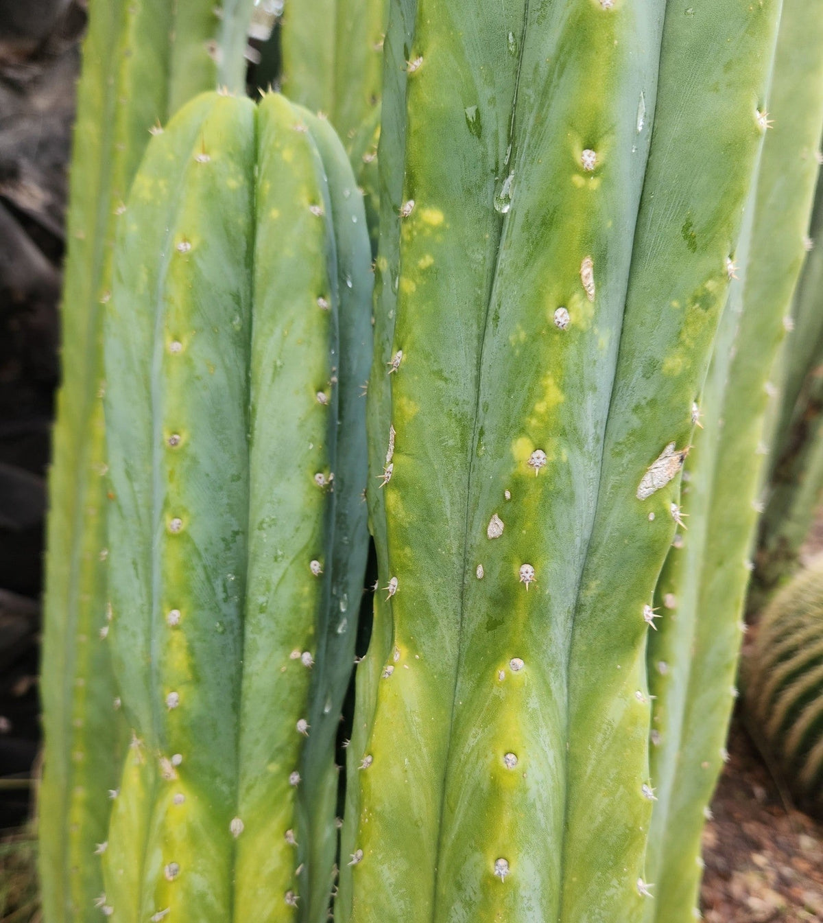 Trichocereus Pachanoi San Pedro PC Grafting Cactus Cuttings and Potted