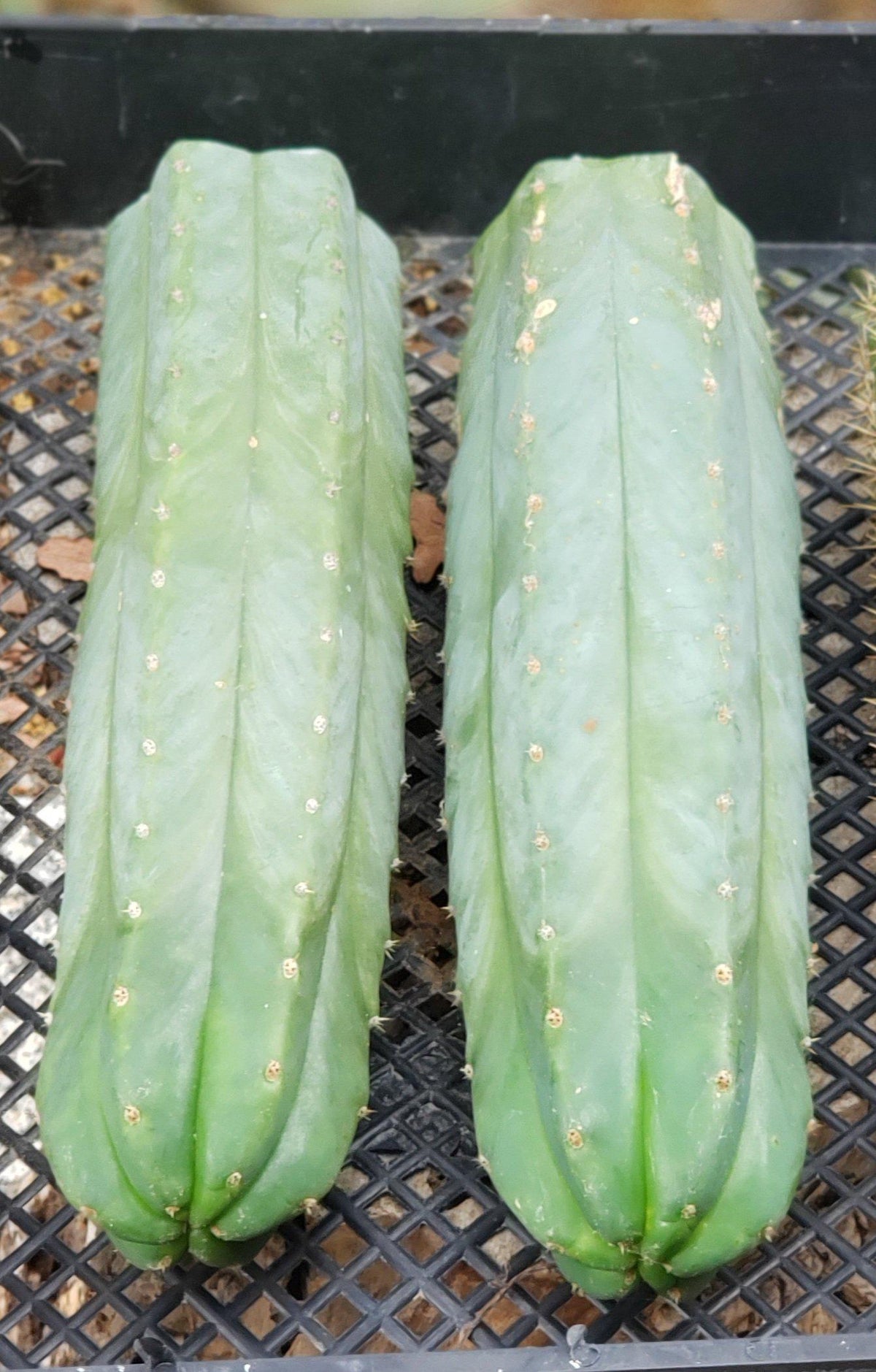 Trichocereus Pachanoi San Pedro PC Grafting Cactus Cuttings and Potted