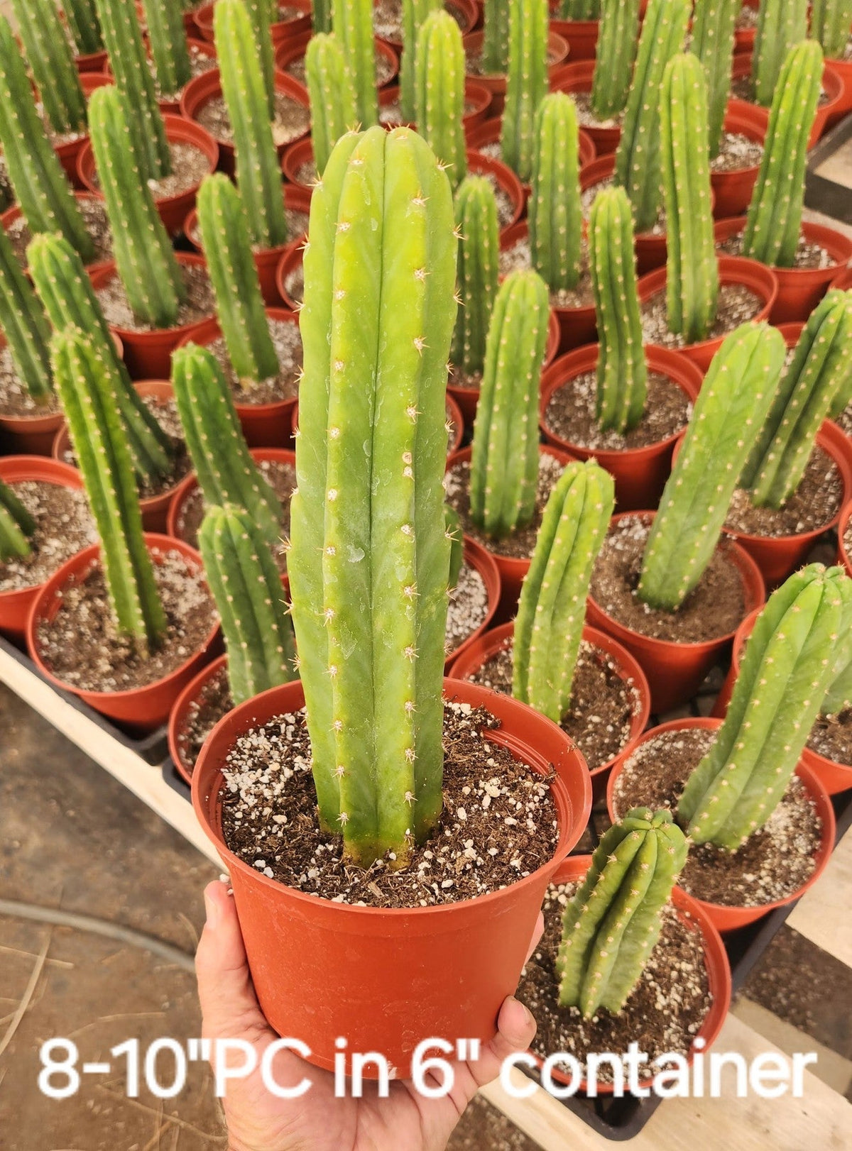 Trichocereus Pachanoi San Pedro PC Grafting Cactus Cuttings and Potted