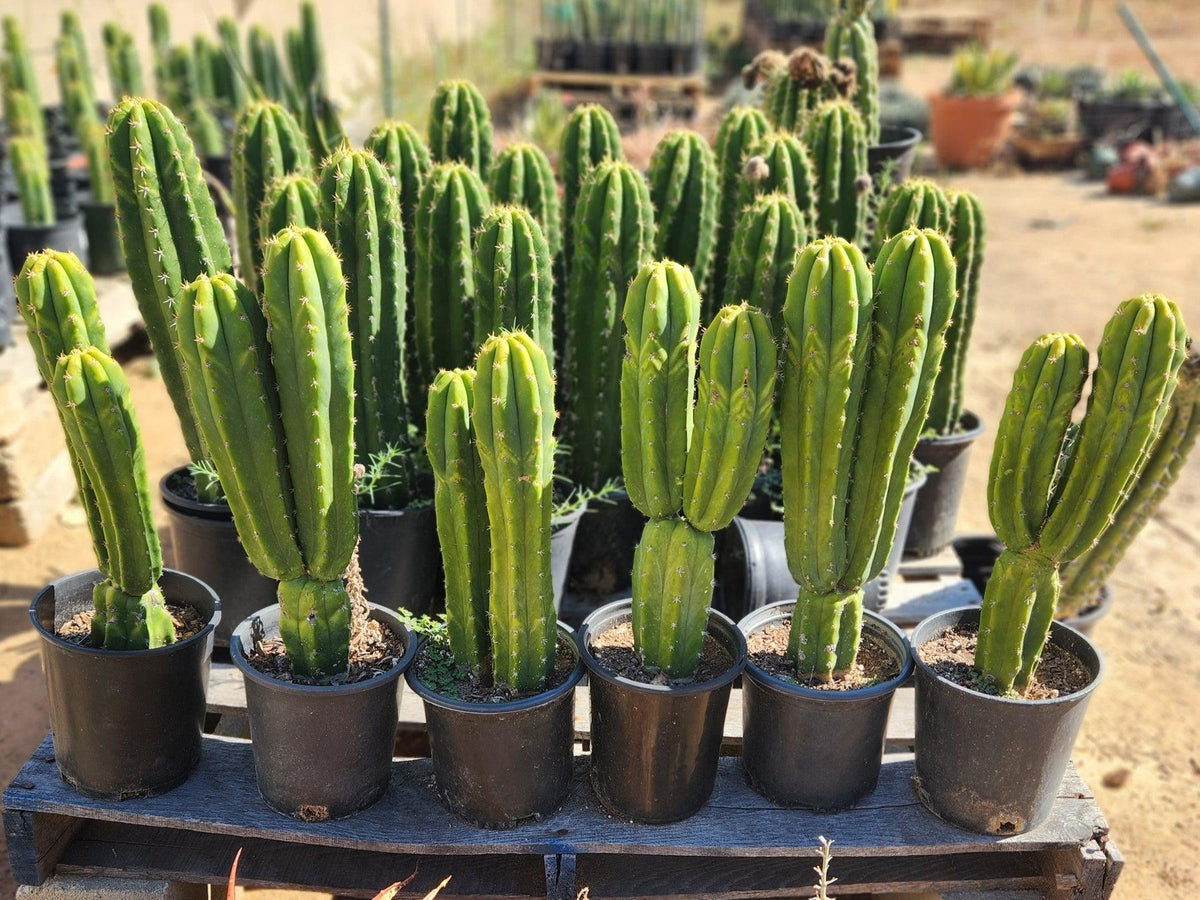 Trichocereus Pachanoi San Pedro PC Grafting Cactus Cuttings and Potted