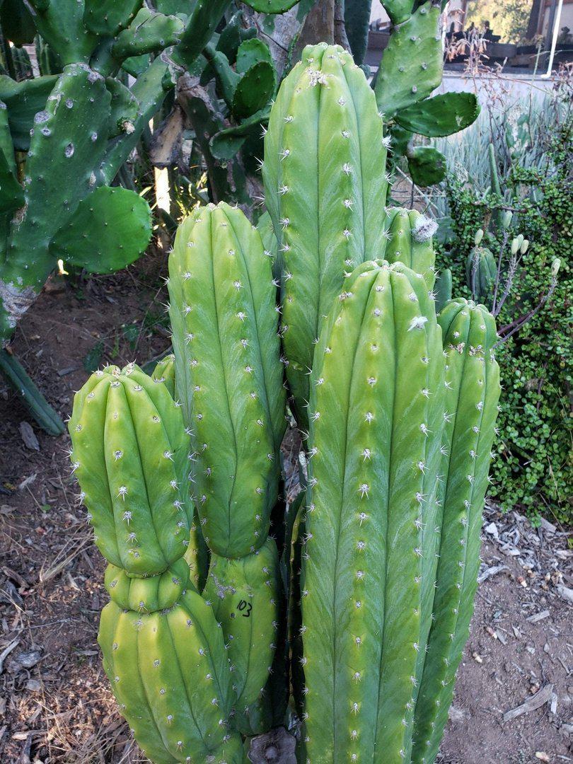 Trichocereus Pachanoi San Pedro PC Grafting Cactus Cuttings and Potted