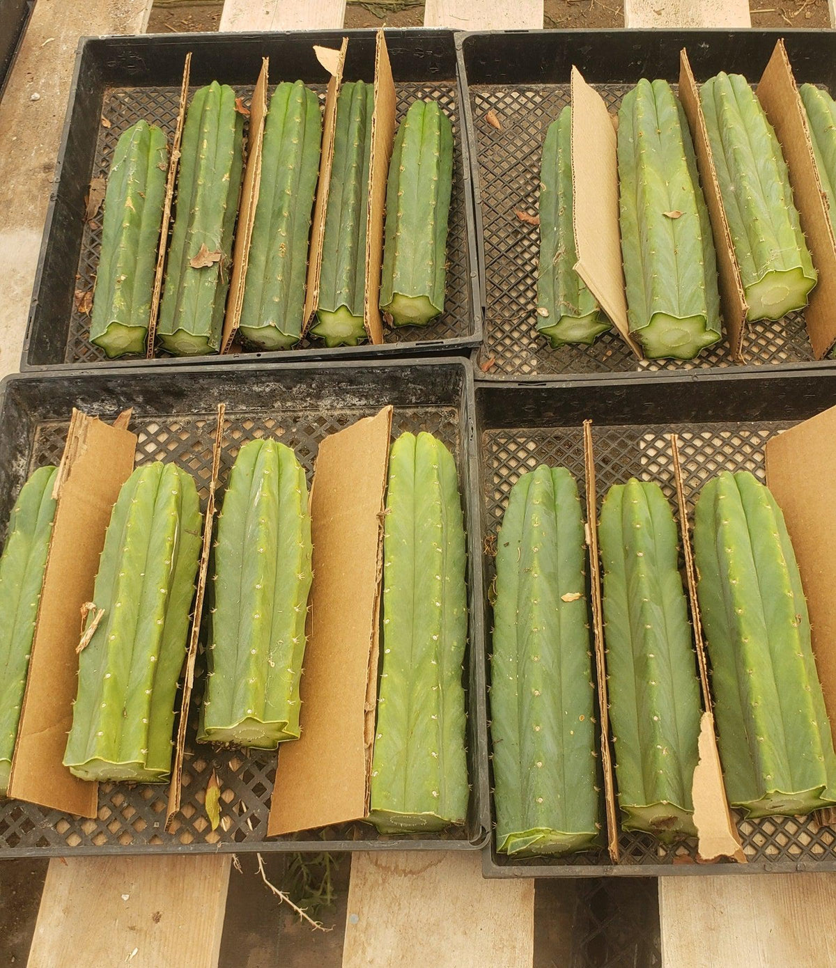 Trichocereus Pachanoi San Pedro PC Grafting Cactus Cuttings and Potted