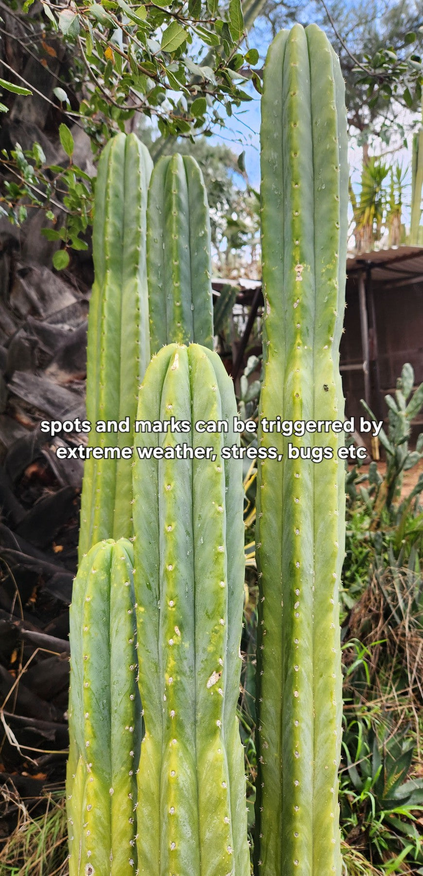 Trichocereus Pachanoi San Pedro PC Grafting Cactus Cuttings and Potted
