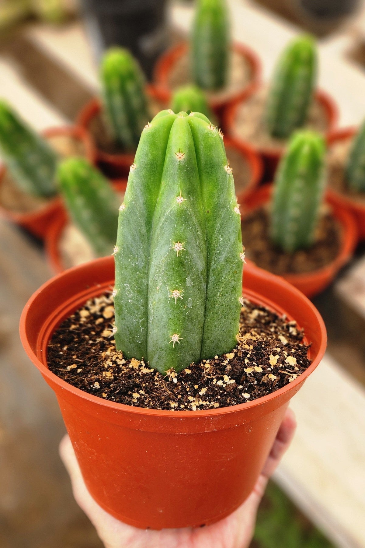 Trichocereus Pachanoi San Pedro PC Grafting Cactus Cuttings and Potted