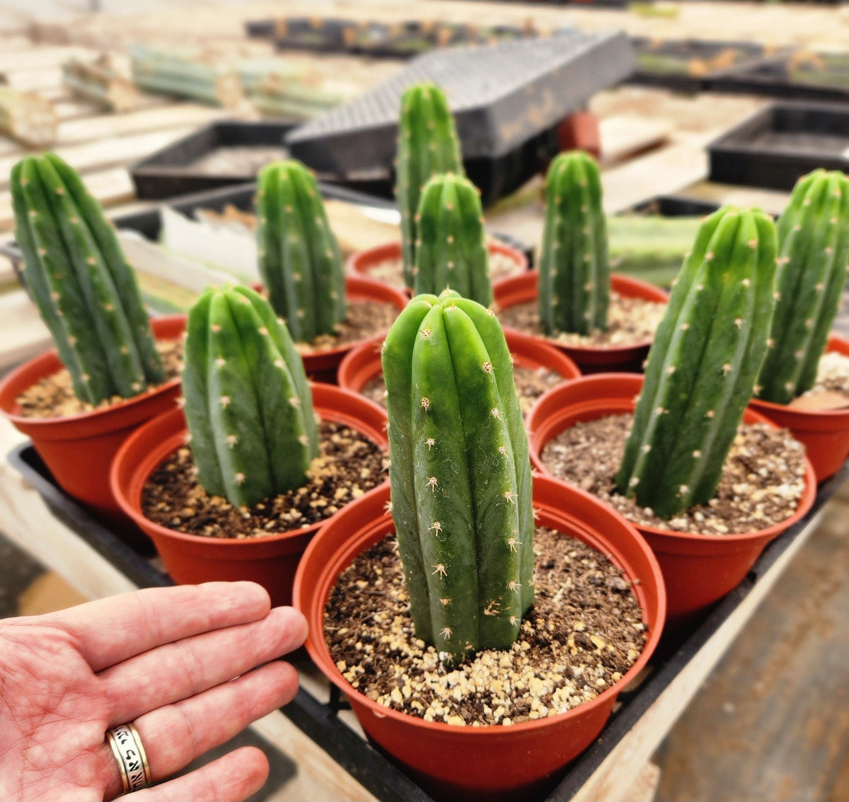Trichocereus Pachanoi San Pedro PC Grafting Cactus Cuttings and Potted
