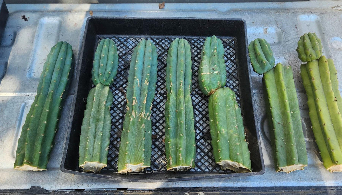 Trichocereus Pachanoi San Pedro PC Grafting Cactus Cuttings and Potted